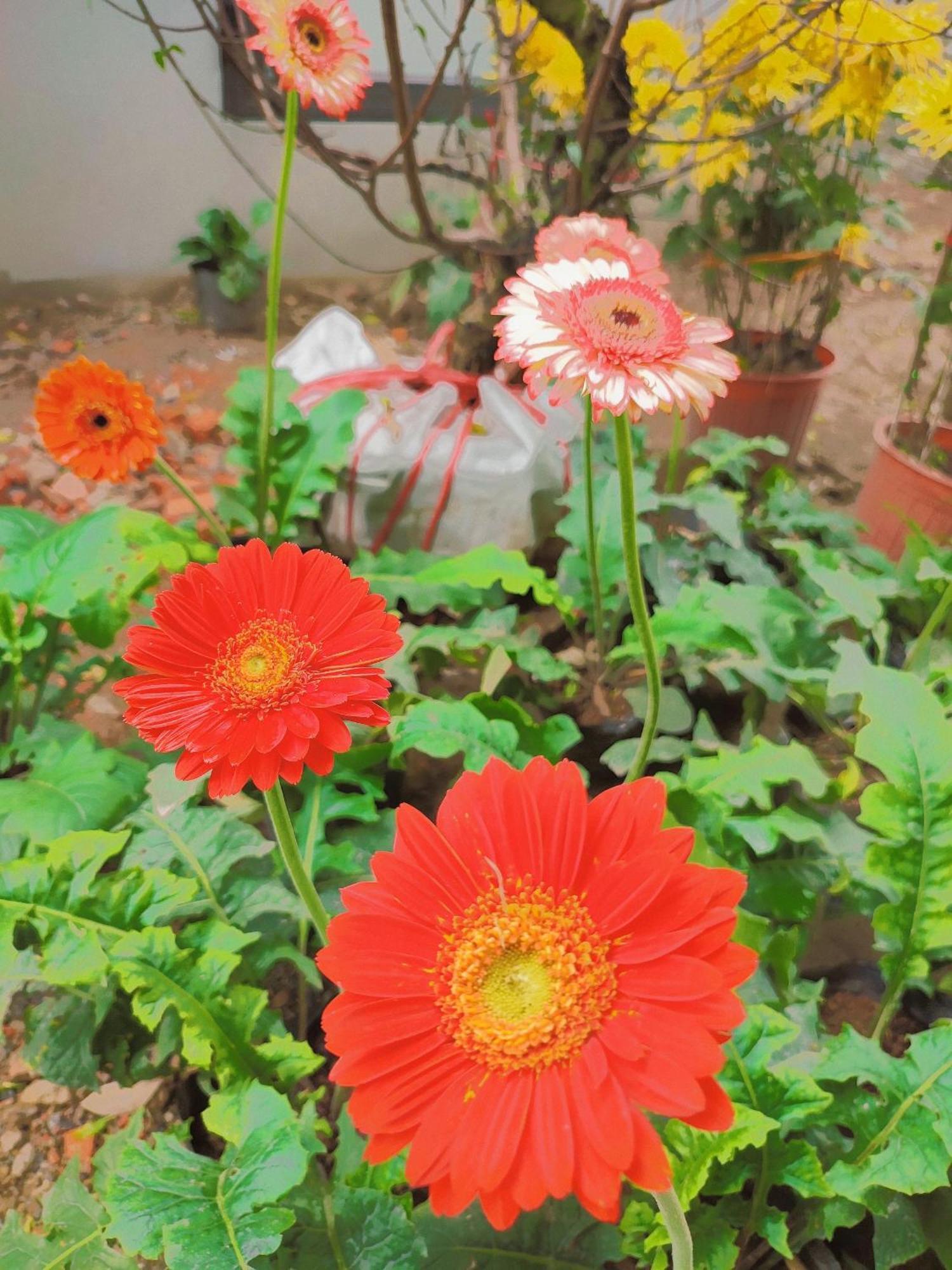 Trang An Natural Mountainside Homestay Ninh Binh Bagian luar foto