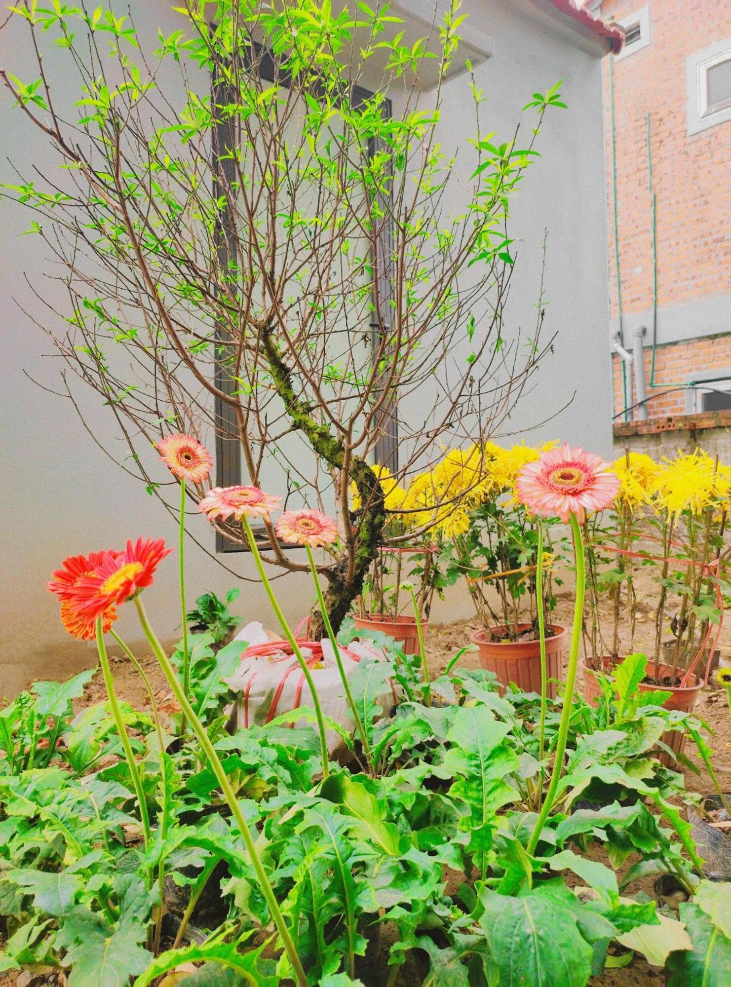 Trang An Natural Mountainside Homestay Ninh Binh Bagian luar foto